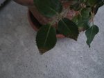 Maladie-rosier-09-18 017.jpg