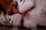 tigres-curiosites-nice-france-1200007602-1104823.jpg