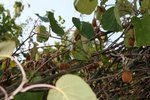 Beaucoup de kiwis ..mais pas très gros ! !