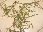 IMG_4575.JPG