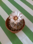 Image12.jpeg