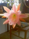 Image48.jpeg