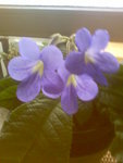 Image52.jpeg