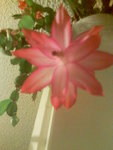 Image58.jpeg