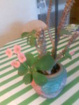 Image65.jpeg