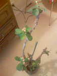 Image67.jpeg