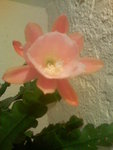 Image82.jpeg
