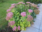 DSCF1454.JPG