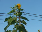 DSC01435.JPG