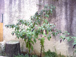 Photo-0431-web.jpg