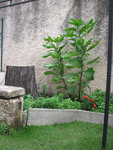 etrange-plante-web.jpg
