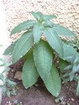 Photo-0432-web.jpg