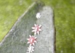 cochenille chinoise.jpg