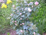 DSCN0515.JPG
