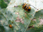 IMG_2593red.JPG