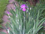 DSCN0516.JPG