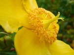 macro_fleur_jaune.JPG