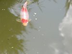 poisson.jpg