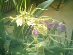 mes orchidées 078.jpg