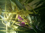 mes orchidées 079.jpg