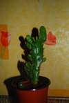 DSC_0033ll.jpg