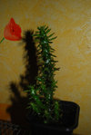 DSC_0034ll.jpg