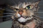 autres-chats-france-1230698609-1168429.jpg
