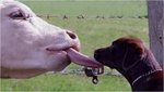autres-animaux-de-ferme-france-1293492769-1222473.jpg