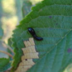 insecte.jpg