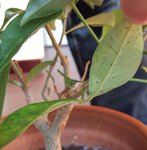 Baobab infesté.JPG