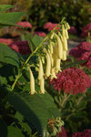 2009 09 22 Jardin02 19h07b.jpg