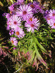 08aster-01-ex.jpg