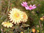 un dahlia
