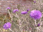 des asters bleus