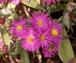 des asters roses