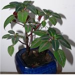 impatiens velvetea.jpg
