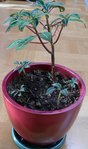impatiens velvetea bébés.jpg