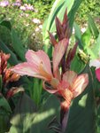 canna_1.jpg
