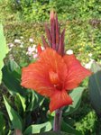 canna_2.jpg