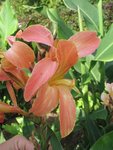 canna_3.jpg