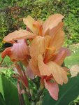 canna_4.jpg