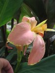 canna_5.jpg
