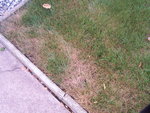 100_8975_redimensionner.JPG