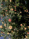 IMAG0111.jpg
