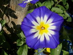 Belle de jour