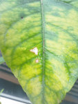 citron1.jpg