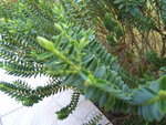 DSCF1462.JPG