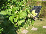 DSCF1463.JPG