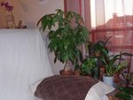 pachi 09-09.JPG