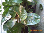 mandevilla 020.jpg